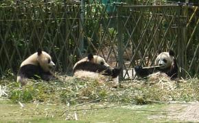 На панд в Московском зоопарке теперь можно посмотреть онлайн