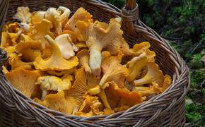 Минсельхоз РФ собирается  регулировать сбор в лесах  грибов и ягод