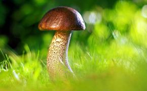 Полезны ли грибы для здоровья – рассказали врачи