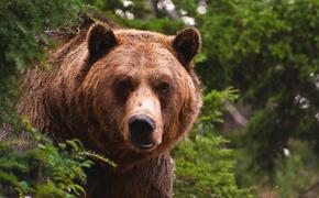 Российские медведи облюбовали Прибалтику