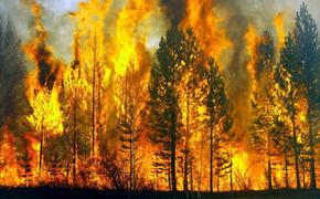 Лесные пожары можно было предотвратить