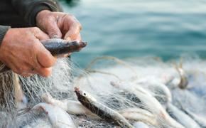 Уголовная ответственность за незаконную добычу водных биологических ресурсов