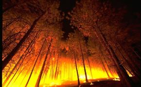Сотрудники МЧС назвали основную причину пожаров в Сибири