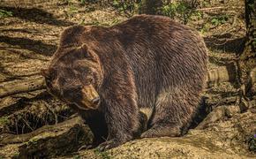 Психолог сообщил, когда заговорит 83-летняя женщина, больше суток рычавшая на медведя