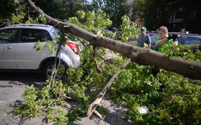 Упавшее в центре Москвы дерево полностью заблокировало проезд