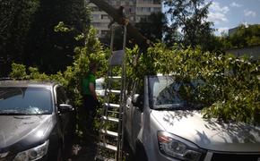 В Москве ветер повалил десятки деревьев, повреждены три автомобиля