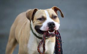 Челябинский фонд «Сердце питбуля» спасает собак опасных пород