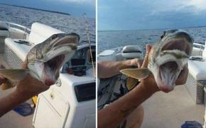В США поймали рыбу с двумя ртами