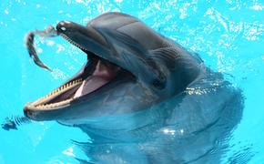 Поклонская посоветовала Зеленскому успокоиться и поплавать с дельфинами