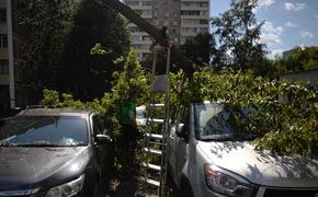 Московским водителям советуют не парковаться сегодня под деревьями