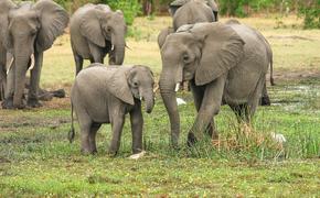В Таиланде пять слонов погибли, спасая слоненка