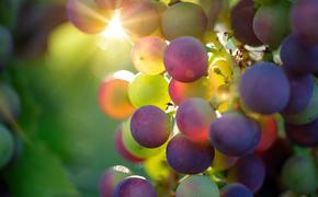 Ученые рассказали о пользе винограда