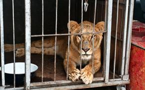 Развлекуха – для людей, пыточная – для зверей. Что не так с цирками и зоопарками?