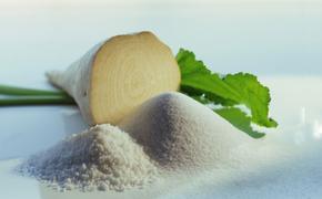 Сборы сахарной свеклы на Кубани превысили отметку в  10,4 млн тонн