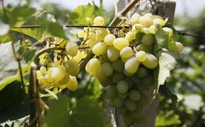 Виноградари Краснодарского края собрали богатый урожай янтарной ягоды