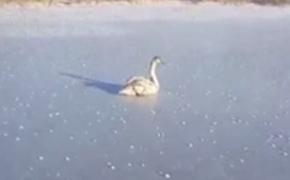 В Татарстане спасли лебедя, замерзавшего на озере