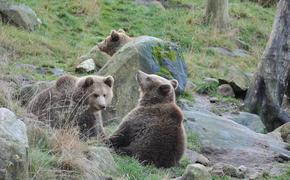 В Японии поймали семейство медведей, которые решили перезимовать в поликлинике