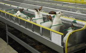 Как создать крупнейшую в своем районе кролиководческую ферму