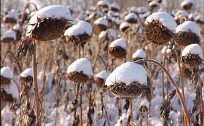 Климатические изменения превращают США в Россию