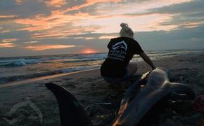 Волонтеры в Крыму  пытаются вывести проблему гибели дельфинов в центр внимания общественности