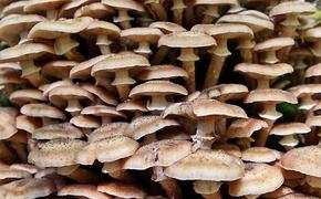 В Ярославле зимой выросли грибы