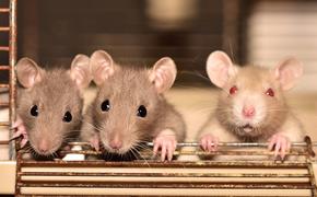 Кому стоит завести крысу в качестве домашнего любимца?