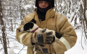 Пожарные полтора километра гнались за собакой, убежавшей из разбившейся в ДТП машины