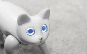 Китайская компания показала на выставке кота-робота, поддающегося дрессировке