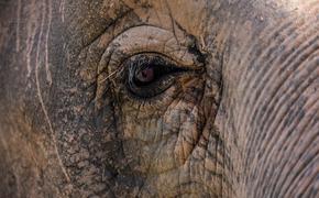 Тайские школьники на слонах провели марш скорби по погибшим австралийским животным