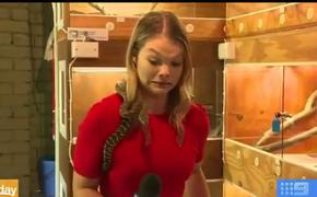 Змея в прямом эфире напала на микрофон австралийской журналистки