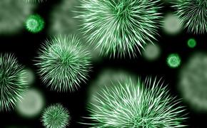  Коронавирус 25 февраля: ВОЗ не исключает возможности пандемии, вирус стремительно распространяется по Италии 