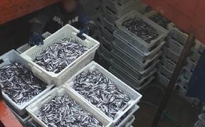 В Чёрном море поймали браконьеров с уловом более 6 тонн хамсы