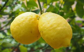 На Украине из-за коронавируса подорожали лимоны