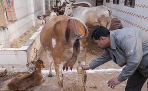 Эксперты предупреждают: употребление коровьей мочи не спасает от коронавируса