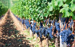 Новую дорожную карту разрабатывают в крае для виноградарства и виноделия