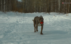 В Челябинск привезли собаку, которая чуть не растерзала бывшую хозяйку