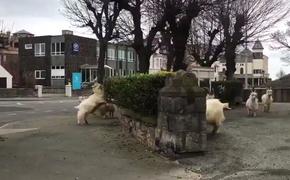 Во время коронавируса в Британии на улицу вышли козлы