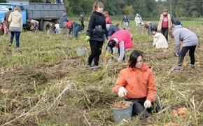 Студентов и заключенных отправят на уборку урожая