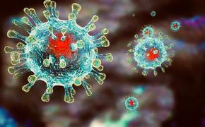 На Кубани за сутки выявлено 24 новых случая коронавируса