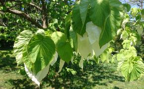 Единственное на Кубани дерево «носовых платков» впервые расцвело в Сочи