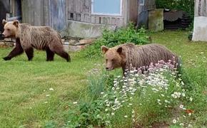 Сидим дома: по Таллину бродят два медведя