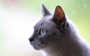 У кошек впервые выявили бессимптомное течение COVID-19