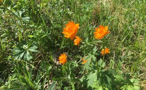 В Саяно-Шушенском заповеднике цветут жарки