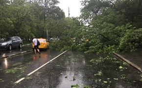 Ветер повалил шесть деревьев во время грозы в Москве