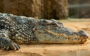 Исследователи выяснили, что отдельные виды крокодилов перемещались на двух ногах 