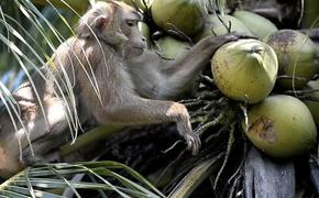 Британский супермаркет отказался от кокосов, которые собирают макаки-рабы
