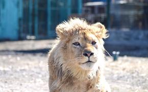 Генпрокуратура проверит факты жестокого обращения с львенком Симбой