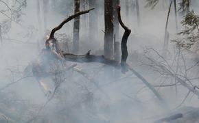 Лесной пожар потушили под Геленджиком