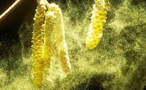 Пыльца растений и солнечные лучи снижают распространение коронавируса
