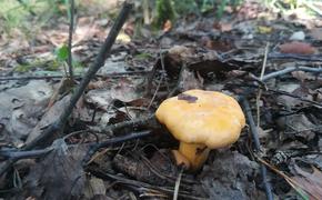 Латвийский врач: Не все грибы съедобны
